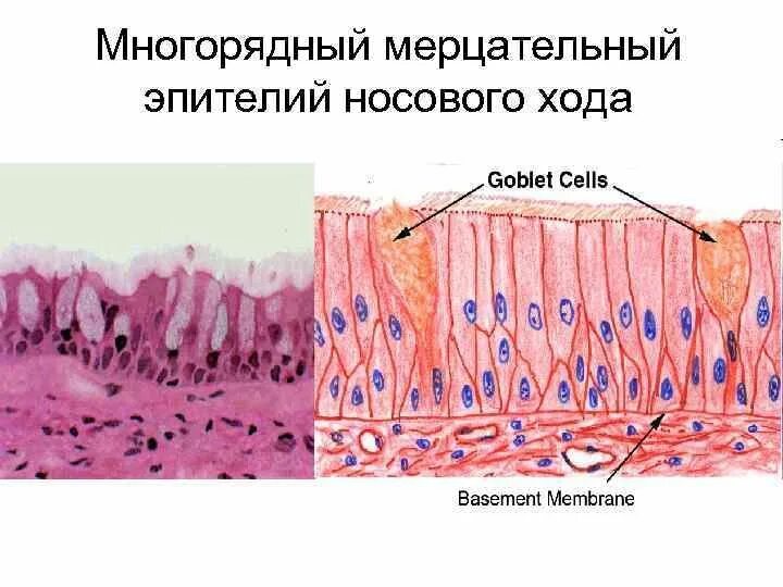 Какую функцию выполняет мерцательный эпителий. Эпителиальная. мерцательный эпителий,. псевдомногослойный мерцательный эпителий. псевдомногослойный цилиндрический эпителий. однослойный цилиндрический мерцательный эпителий.