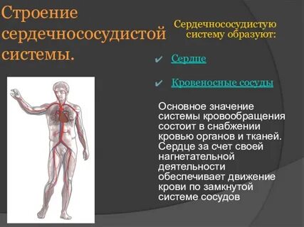 Особенности строения органов кровообращения