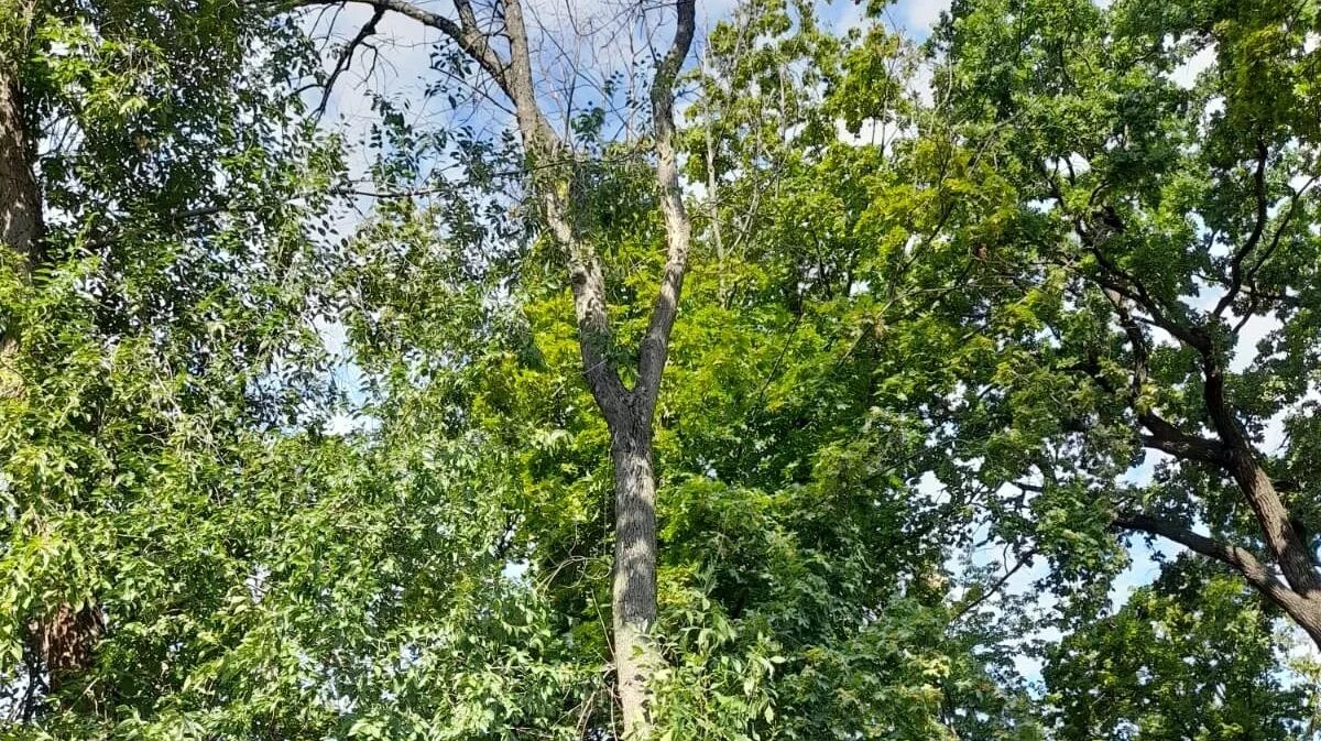 Tree 18. Tree 18