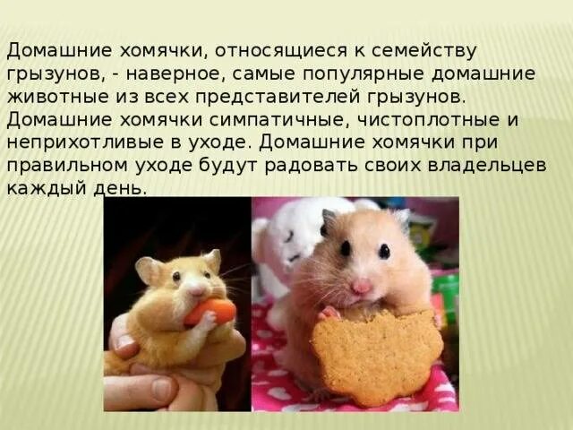 Почему ошибка в хомяке