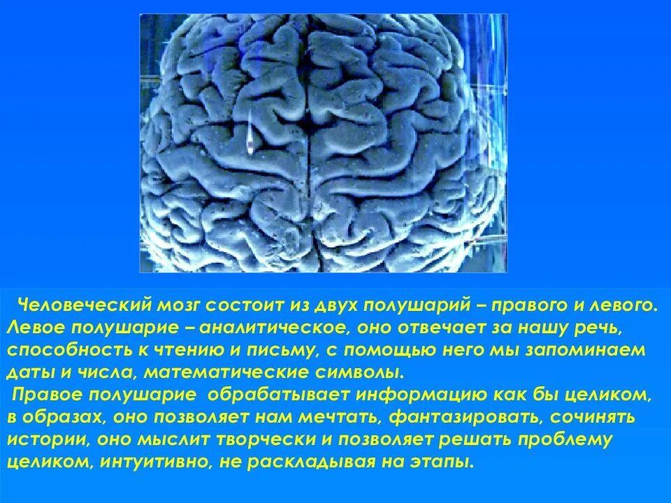 Головной мозг состоит из двух полушарий. Мозг состоит. из чего состоит мозг. человеческий мозг состоит из жира. из чего состоит мозг человека в процентах.