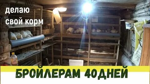 Бройлер 40 дней