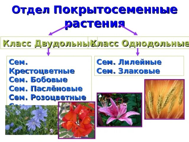 Двудольные Лилейные растения. Сложноцветные Однодольные. Пасленовые Однодольные или двудольные растения. Покрытосеменные растения Лилейные. Спаржа однодольное или двудольное растение