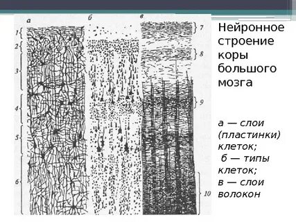 Самый внутренний слой коры