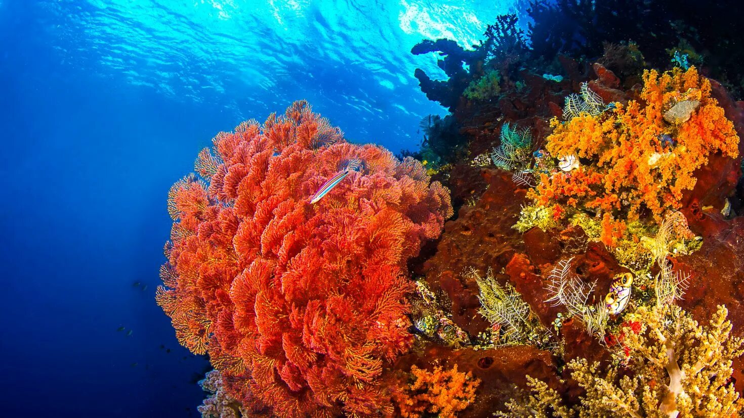 Underwater coral. Коралловые рифы красного моря. Раджа Ампат кораллы. Атлантический океан коралловый риф.
