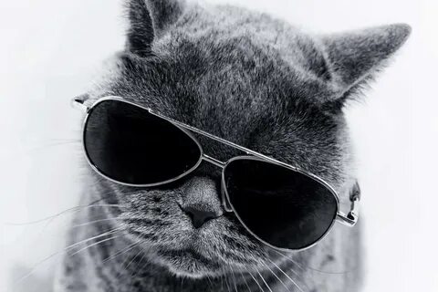 Обои с крутыми котами