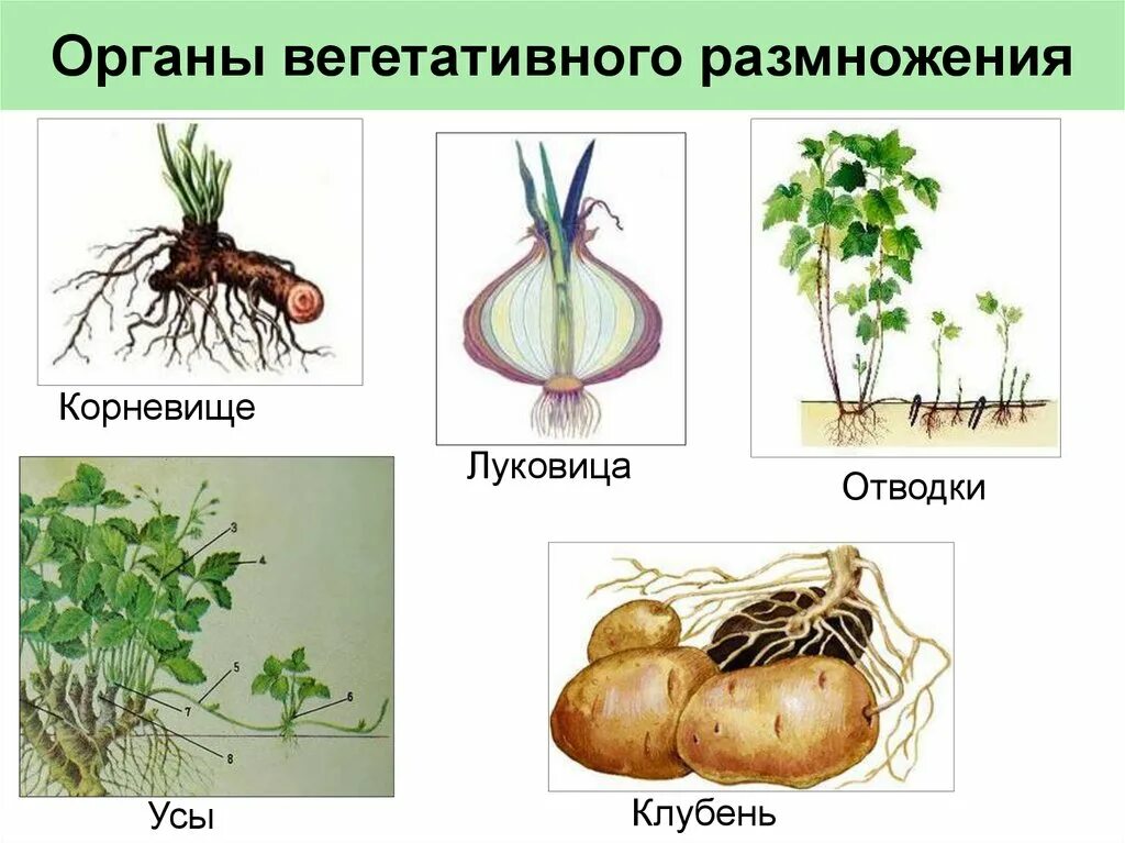 Бесполое размножение происходит с помощью или вегетативных. Вегетативное размножение корневыми клубнями. Способы размножения растений вегетативными органами. Растения размножаются вегетативно. Бесполое размножение вегетативное клубнями.