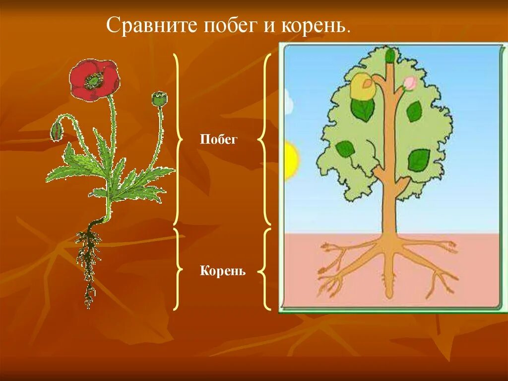 1 побег это часть корня. Корень и побег. Корень и побег это органы растения. Побег корень биология. Побег корня 6 класс.