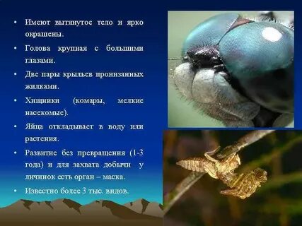Клопы стрекозы