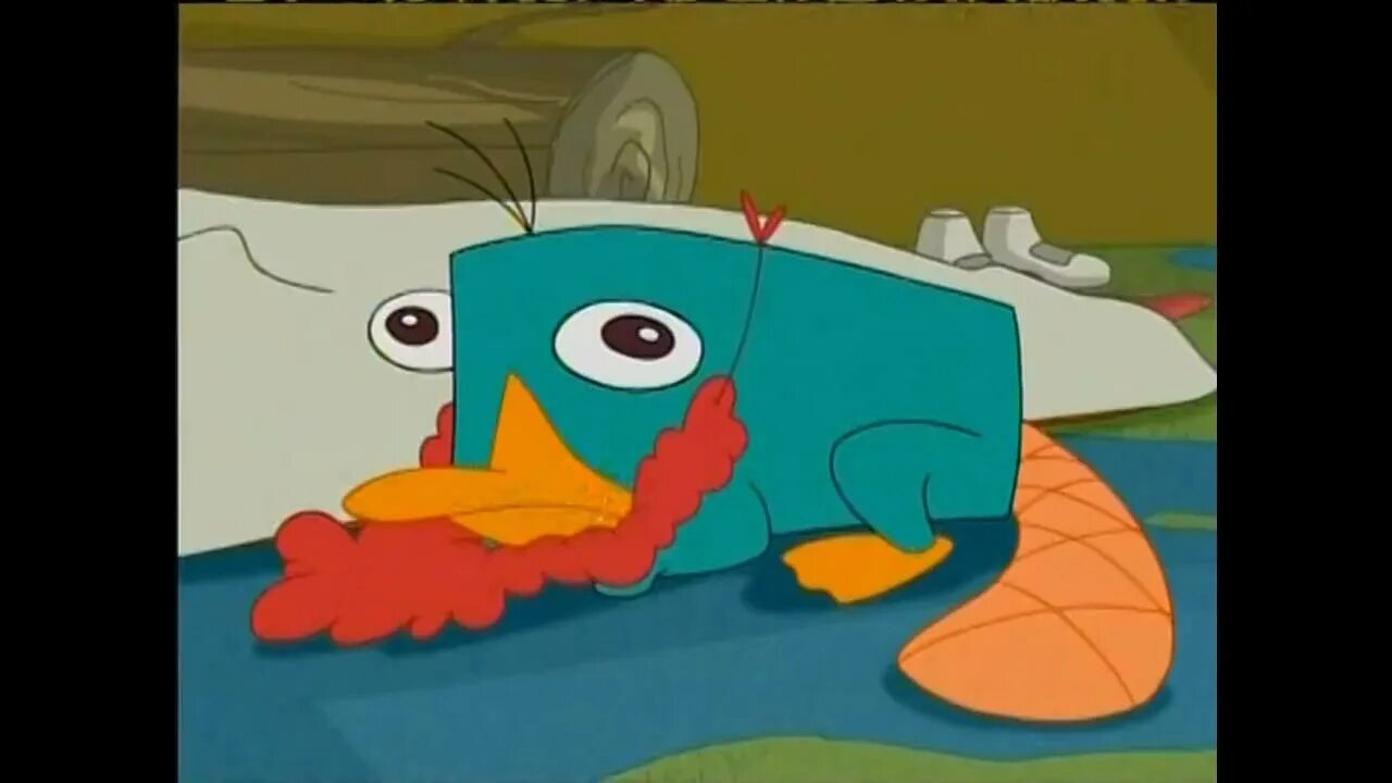 A platypus perry the platypus meme. Утконос обои на рабочий стол. Perry the platypus baby. Джона гульда «млекопитающие австралии». Перри утконос герои.