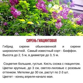 Значение сирени на языке цветов