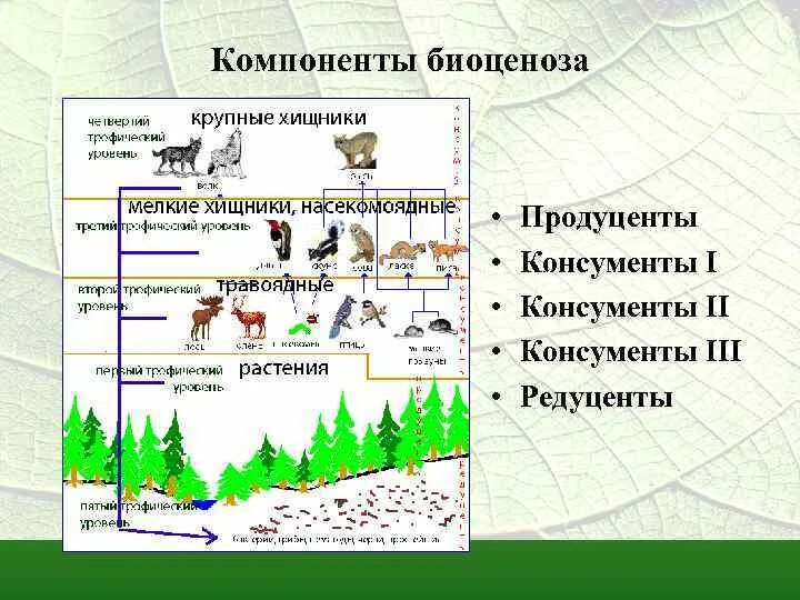 Пищевая цепь питания редуценты консументы. Трофическая структура смешанного леса. Компоненты биоценоза продуценты консументы редуценты. Структура биоценоза схема продуценты. Роль организмов в биоценозе