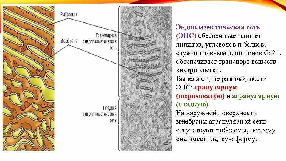 Эпс участвует в синтезе белков. Гранулярная эндоплазматическая сеть препарат. Эндоплазматическая сеть Синтез липидов.