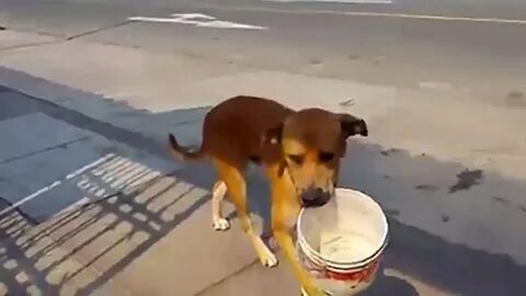 Почему собаки просит