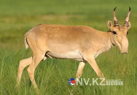 Толық свингерлер орыс порно