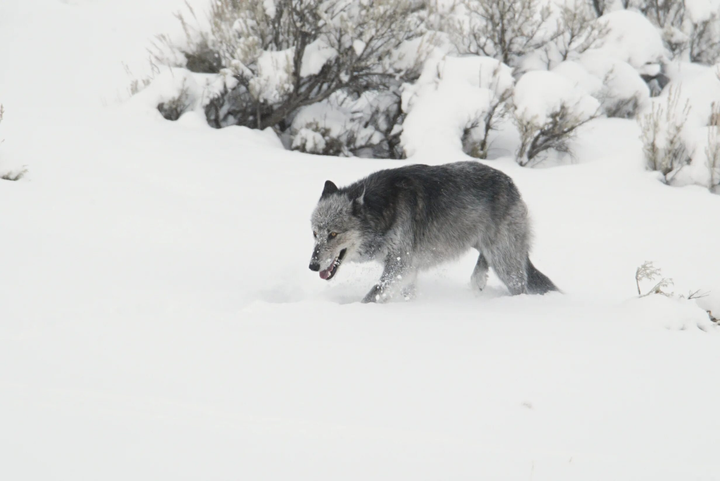 Голодные волки рыщут. Волк зимой. Волк в снегу. Волк зимой в лесу.