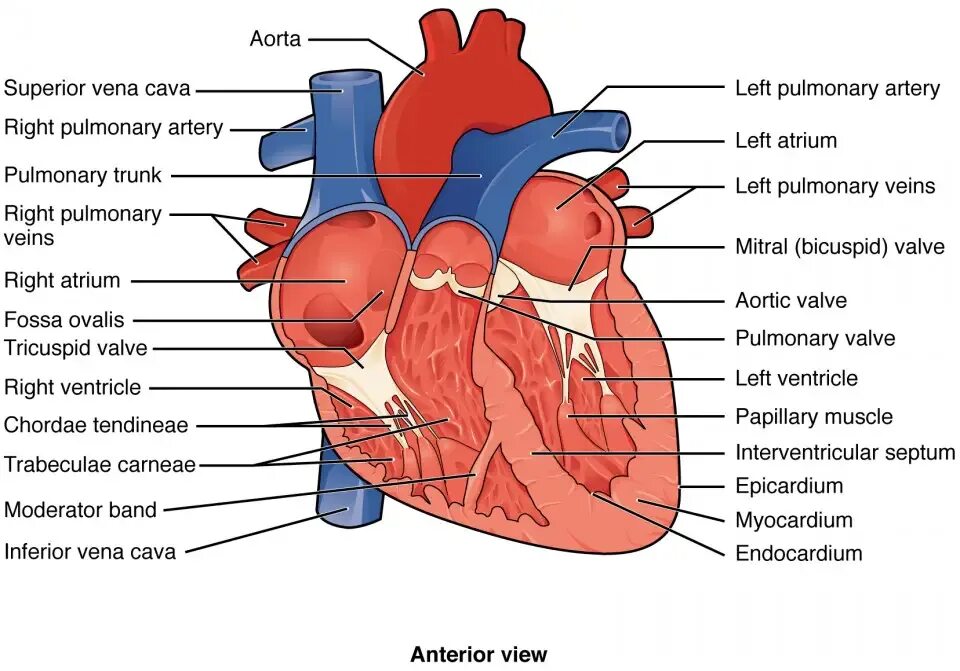 Tuned heart. Строение сердца анатомия латынь. Строение человеческого сердца схема. Внутреннее строение сердца анатомия латынь.