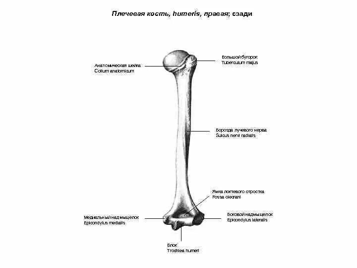 Мыщелки плеча. Мыщелки плечевой кости анатомия. Анатомическая шейка плечевой кости. Плечевая кость дельтовидная бугристость. Головка плечевой кости анатомия.
