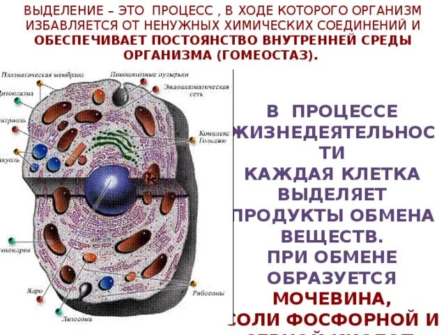 Выделение веществ. Вещества выделяемые клетками. Презентация на тему клетка. Энергия в клетке. Вещества выделяемые клетками.