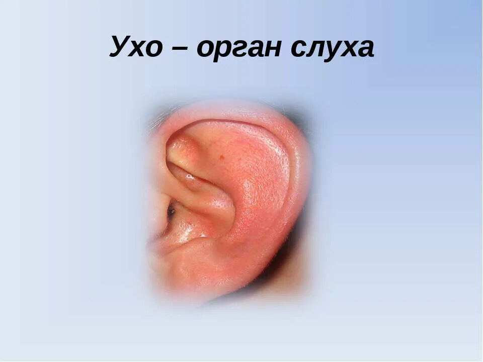 Уши орган слуха. Органы чувств слух. Рассказы про уши