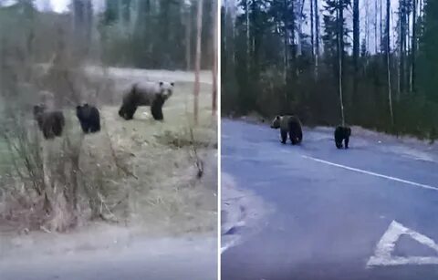Медведица переводит через дорогу