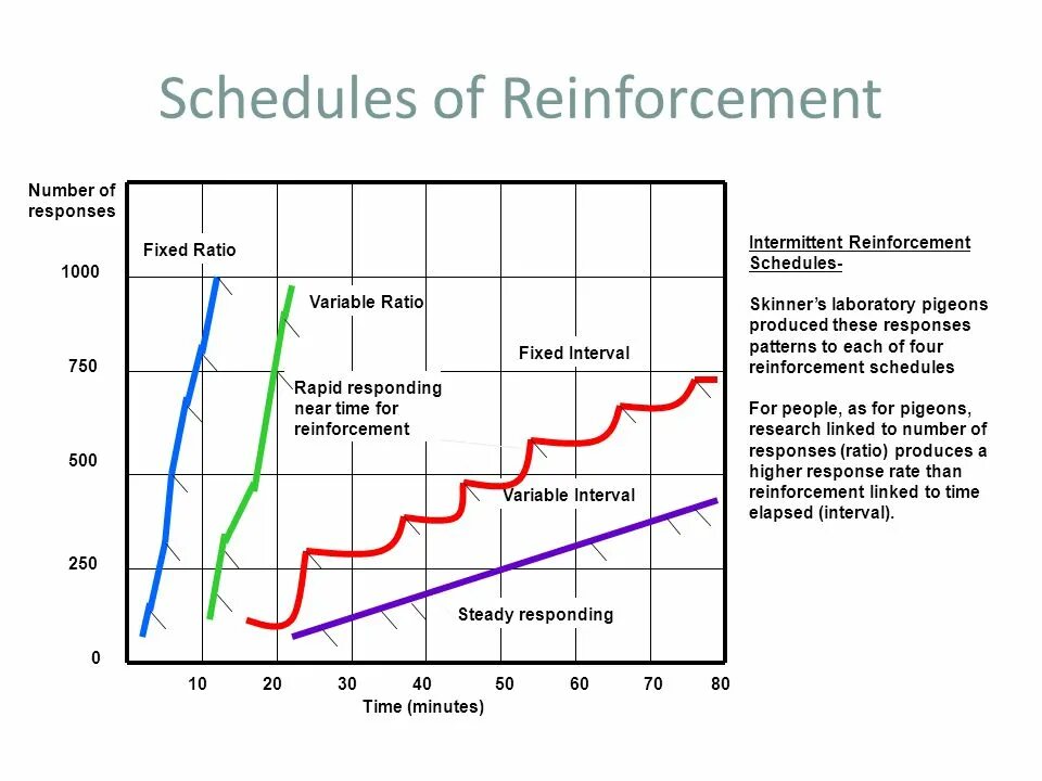 Correct responses. Reinforcement перевод. Releases of reinforcement. Kubifactorium distributor fixed ratio.