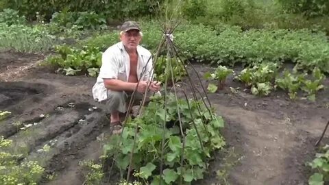 Посадка огурец в открытый грунт