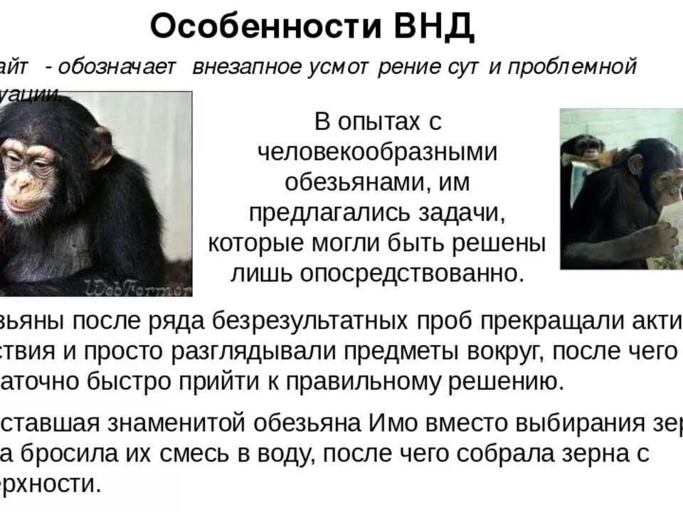 Нервный шимпанзе. Человек примат. Нервный шимпанзе. Нервный шимпанзе. Нервная система приматов.