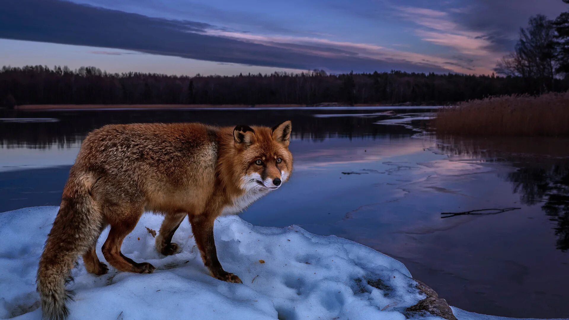 Таёжный Лис Taiga Fox. Животные Сибири. Дикие звери. Дикая природа.