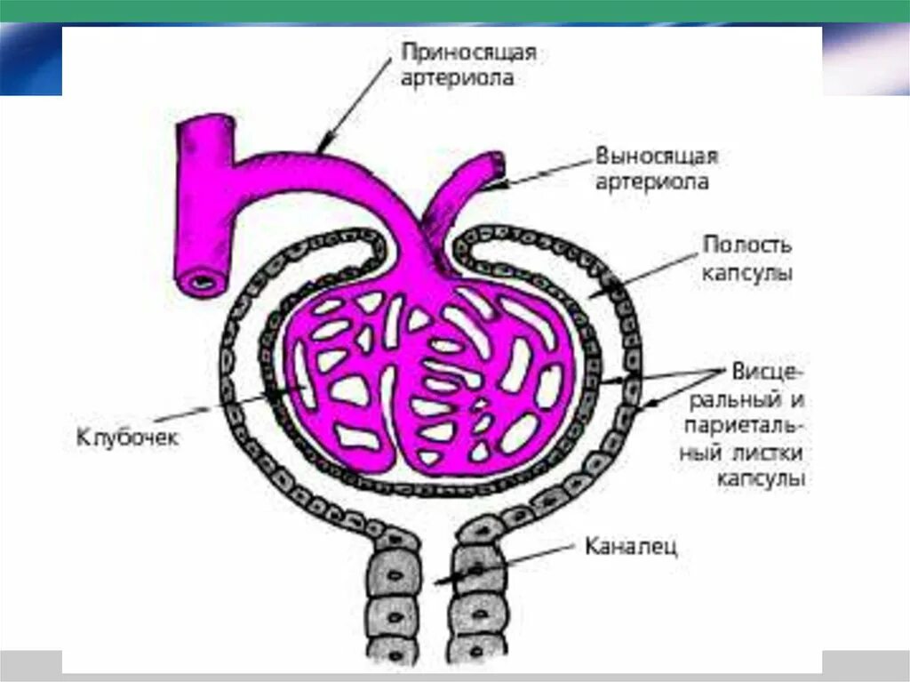 Почечное тельце почки. Капсула клубочка нефрона строение. Капсула нефрона (капсула Боумена- Шумлянского). Строение почечного тельца нефрона схема. Строение почки капсула Баумена Шумлянкая.