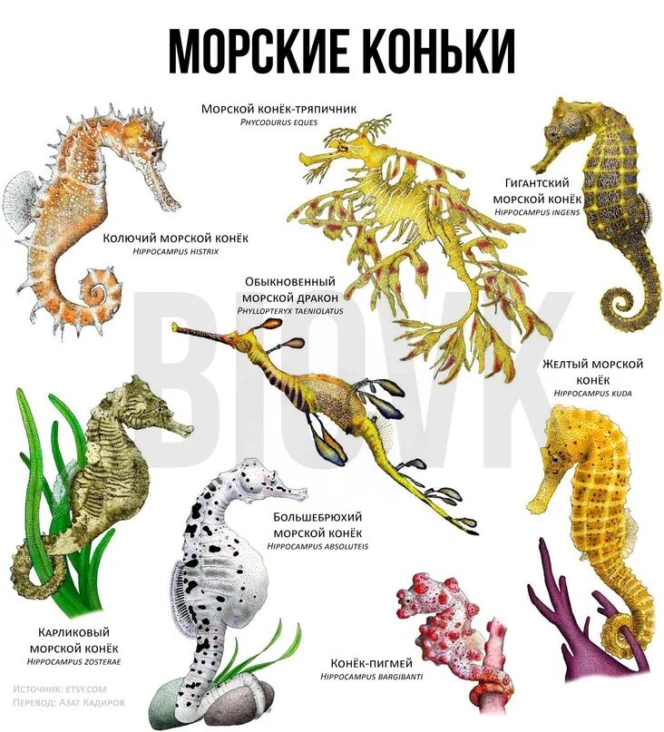Морской конек мультяшный. Монские ко5ьки по английски. Морской конек по английскому. Морской конек карточки для детей. Морские обитатели морской конек.