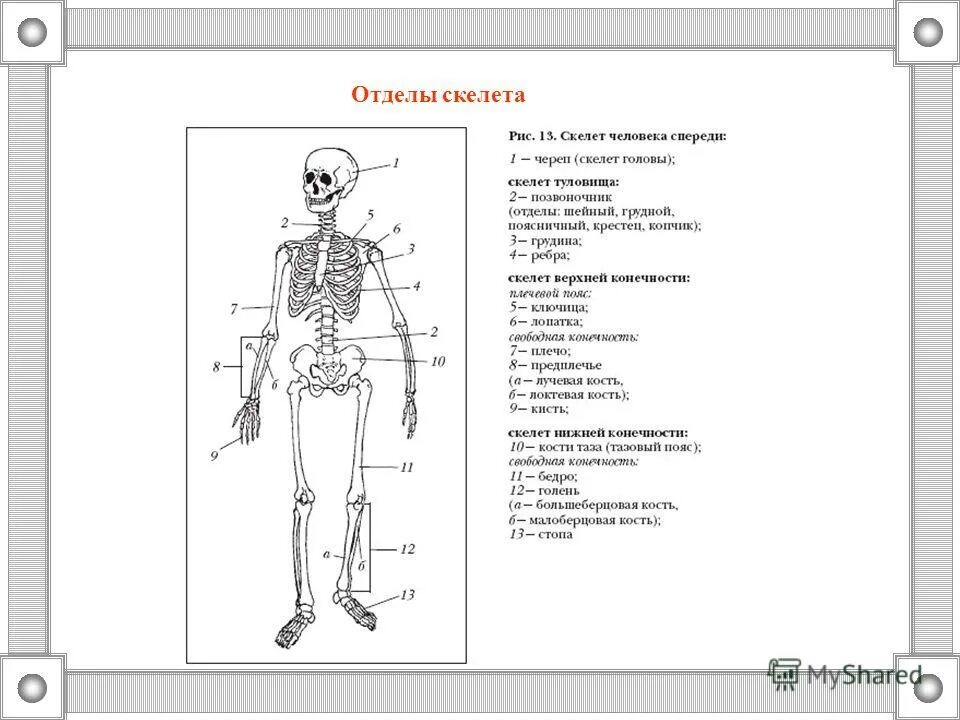 Скелет включает в себя следующие отделы. Отделы и основные кости скелета. Отделы скелета туловища 2. Отделы скелета человека состав и функции. Строение скелета человека по отделам.