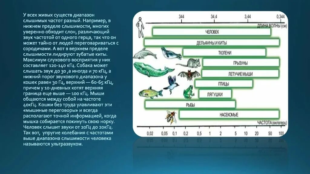 Диапазон слышимых звуковых частот. Частота звуков животных. Частота слышимого звука человека. Диапазон слышимости звука животных. Слышу ультразвук