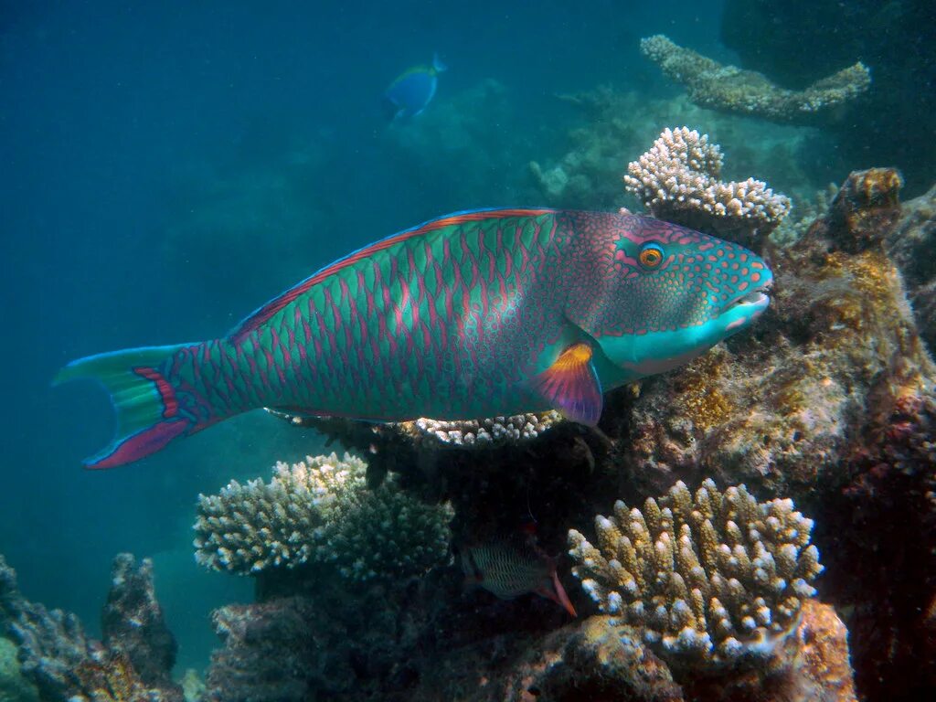 Polaris parrotfish. Parrotfish. humpback parrotfish. polaris parrotfish calamity. parrotfish фото.