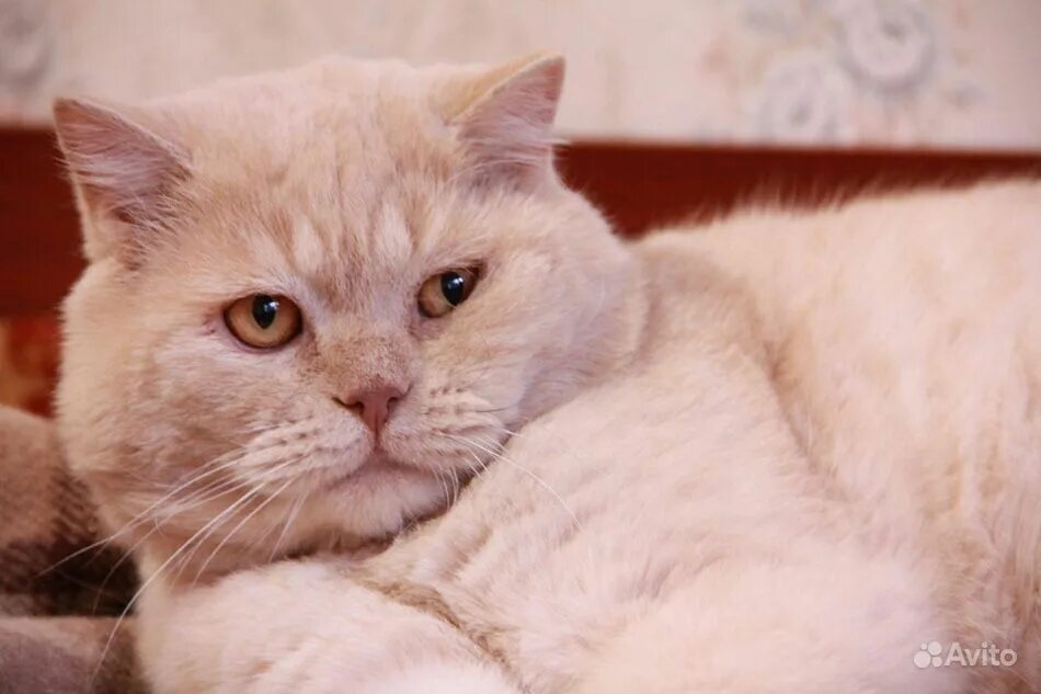 британская персиковая кошка. британский короткошерстный кот персикового окраса. персиковый британец котенок. короткошерстный кремовый кот британский. кот британский гладкошерстный палевый.