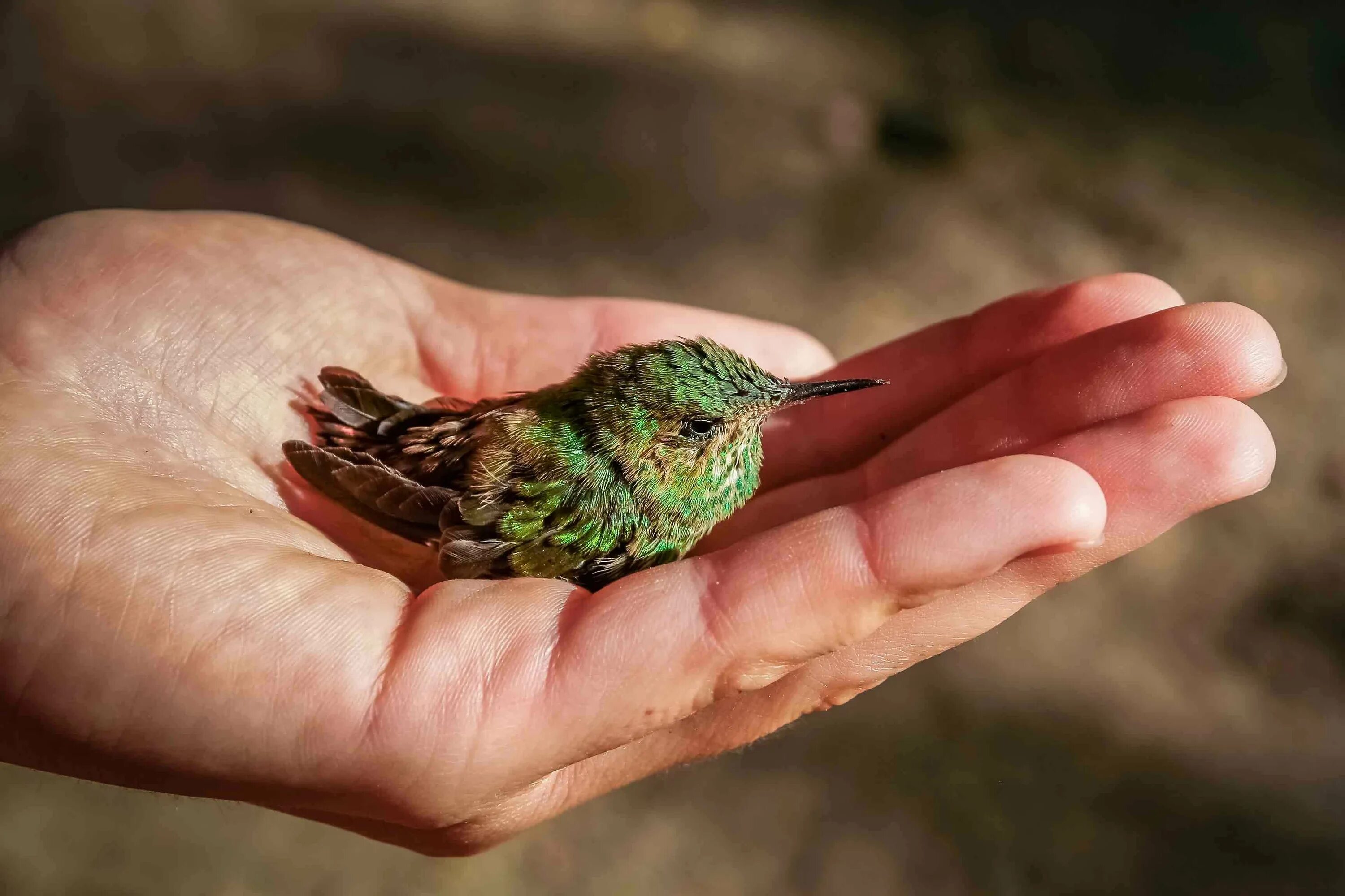 Маленькая птичка в руках