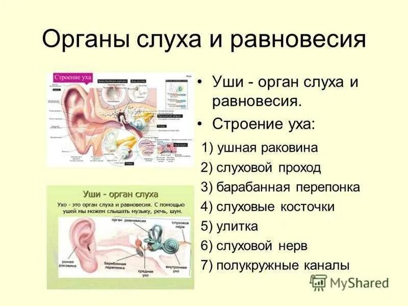 Тест по теме орган слуха. Орган слуха и равновесия ухо. Презентация на тему органы слуха. Орган слуха анатомия. Строение органа слуха.