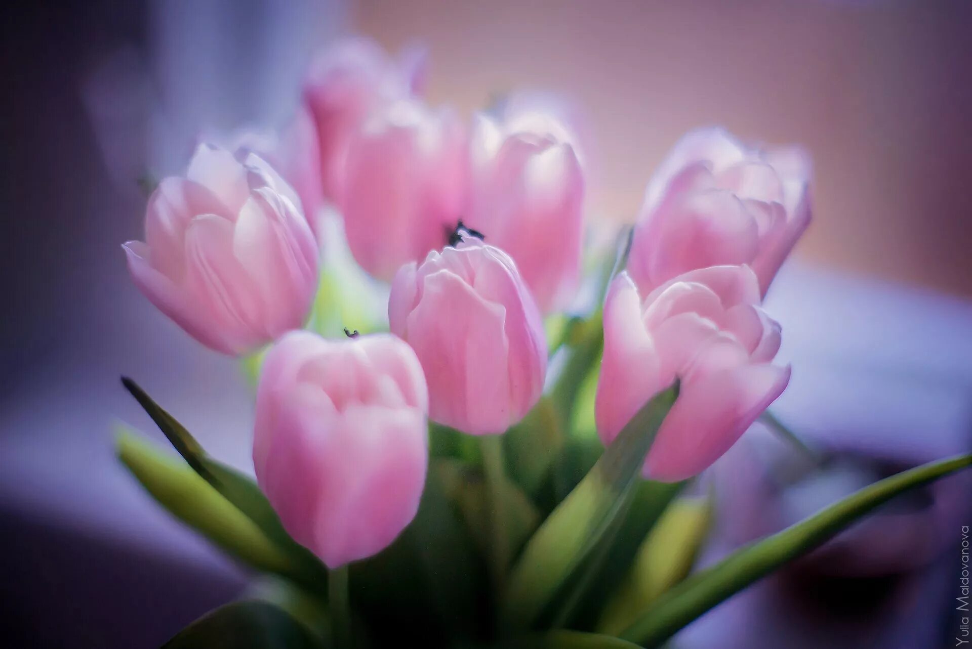 Нюдовые тюльпаны. Розовые тюльпаны. Весенние цветы тюльпаны. Нежные тюльпаны. Тюльпаны на рабочий стол телефона