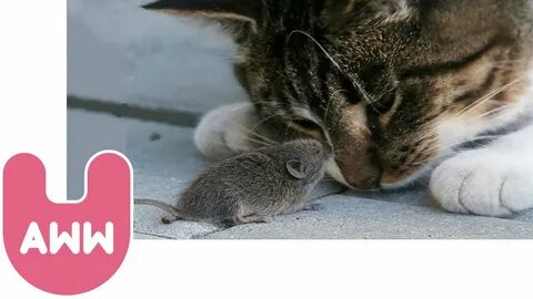 Cat and mouse