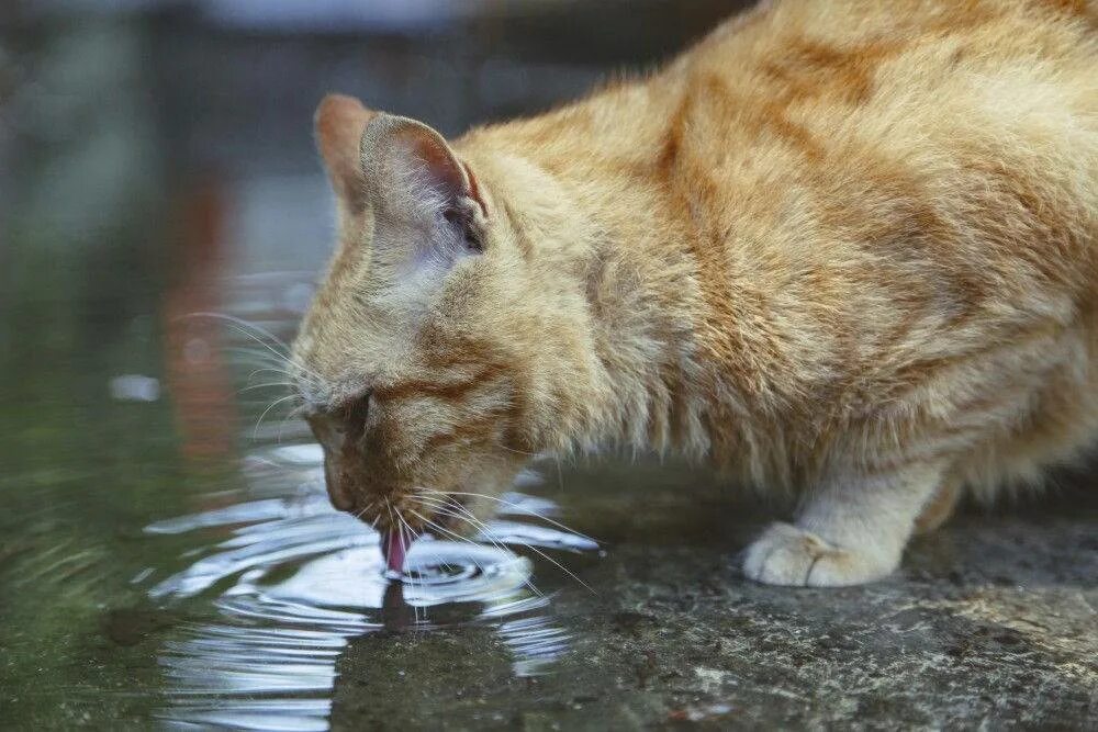 Почему котенок не пьет. Котик пьет воду. Кот пьет из лужи. Кошка пьёт воджу. Животные пьют воду из луж.