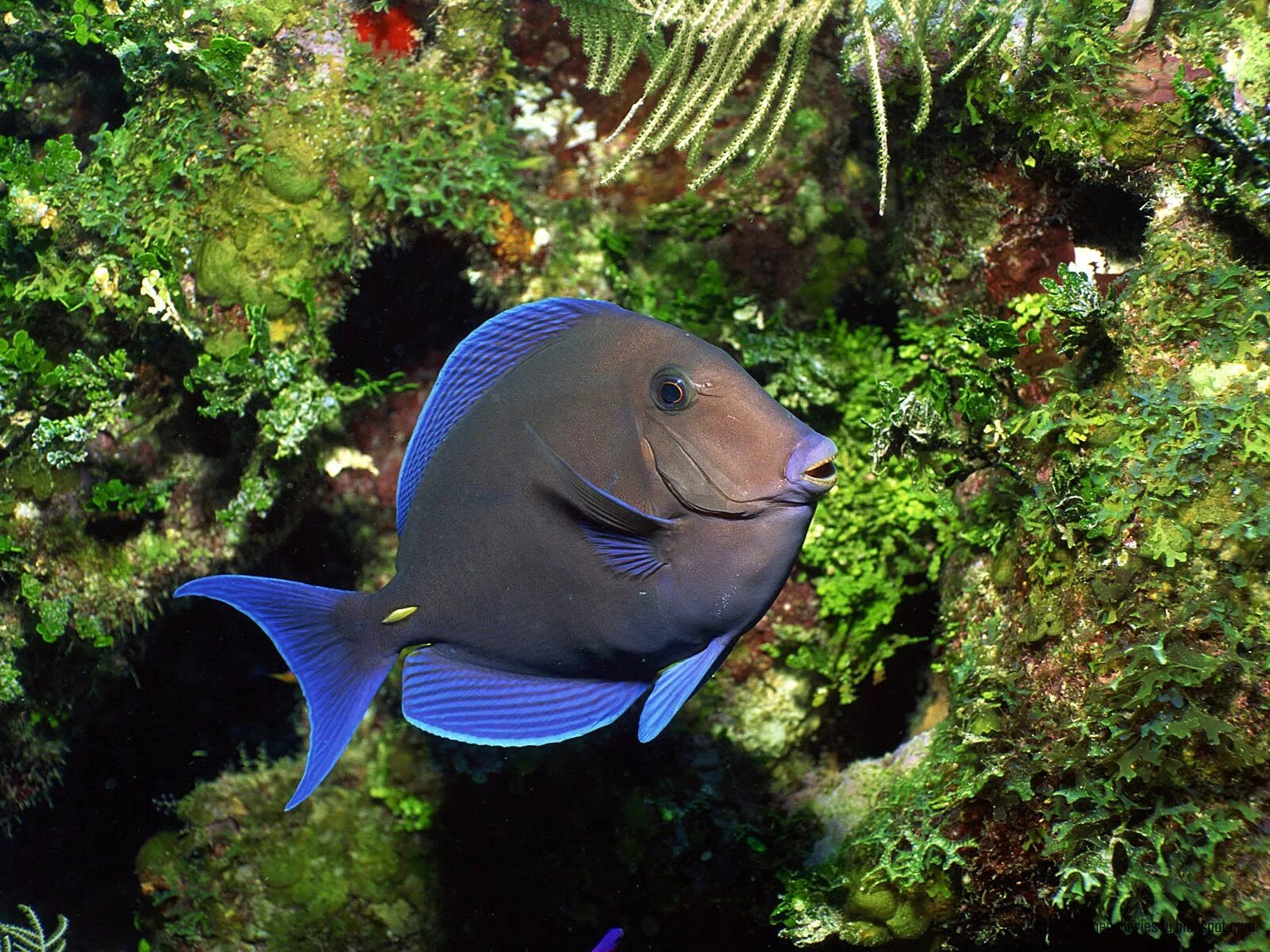 Про рыб океана. Acanthurus coeruleus. Голубой Дельфин аквариумная. Краснозубый спинорог. Голубой Дельфин аквариумная рыбка.