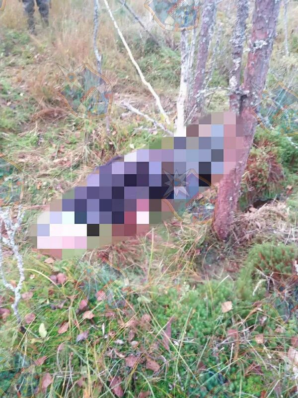 Найден пенсионер. Мальчика в Карелии нашли мертвым в лесу.