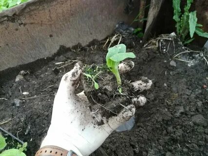 Как сажать кабачки в открытый грунт