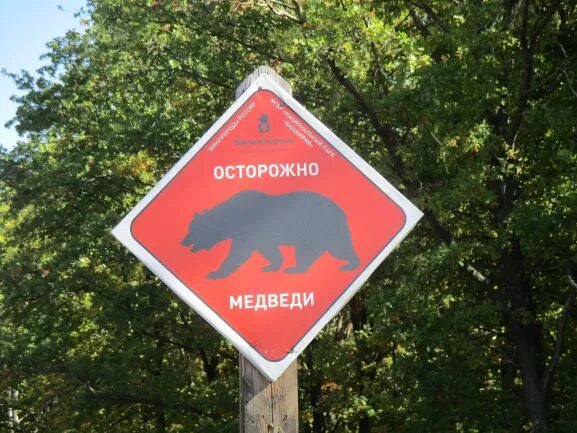 Осторожно медвежонок осторожно. Осторожно медвежонок осторожно. Осторожно, медведь!. Медведь с табличкой. Осторожно звери.