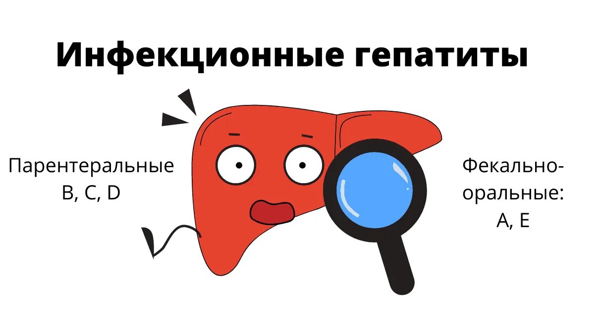 Инфекция гепатит. Классификация парентеральных вирусных гепатитов. Инфекция гепатит. Вирусный гепатит симптомы. Инфекционный (вирусный) гепатит плотоядных.