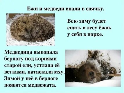 Хамелеон впадает в спячку