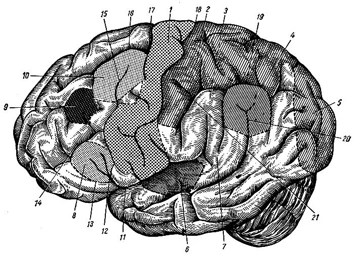 анатомия коры головного мозга доли борозды извилины. прецентральная борозда головного мозга. строение полушарий головного мозга доли борозды извилины. строение головного мозга доли борозды извилины. доли верхнелатеральной поверхности полушария большого мозга.