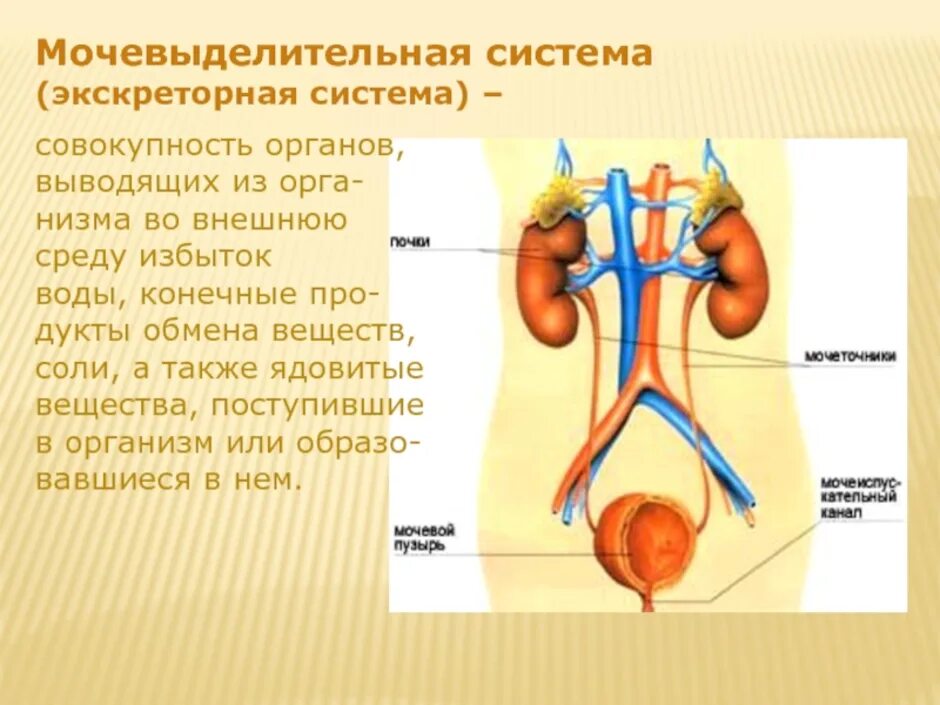 Мочевыводительную мочевыделительная система. Анатомия органов мочевыделительная система. Органы мочевыделительной системы человека и их функции. Экскреторная / выделительная система. Установите правильную последовательность прохождения воды в выделительной