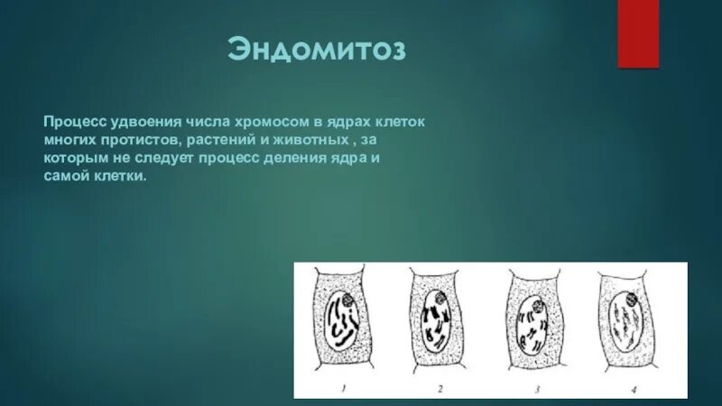 Митоз амитоз эндомитоз политения. Митоз амитоз эндомитоз политения и полиплоидия. Стадии эндомитоза. Эндомитоз схема.