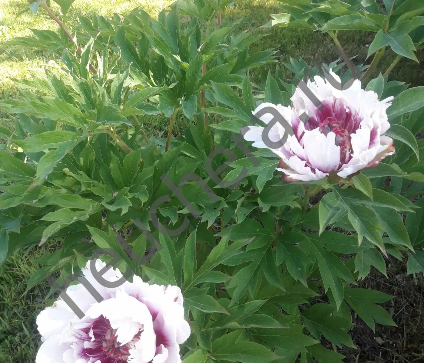 Пион ROSY PROSPECTS